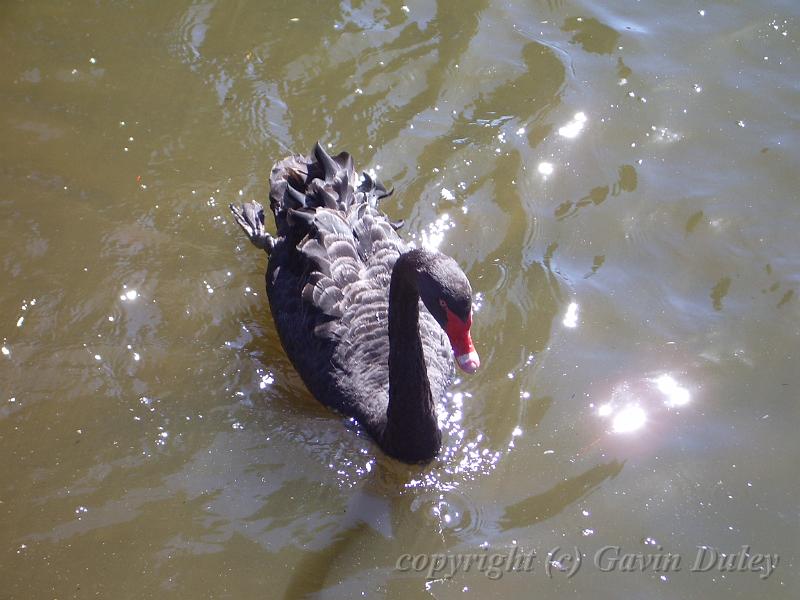 Black swan, Melbourne Botanic Gardens IMGP0977.JPG